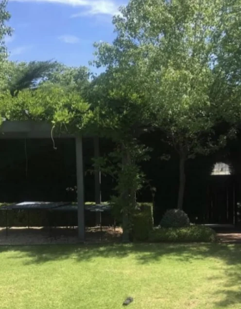 Original lawn and trees before the pool project
